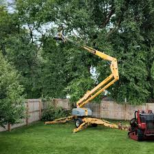 Tree and Shrub Care in Grandview, MO