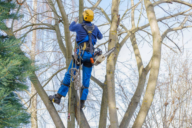 Reliable Grandview, MO Tree Services Solutions